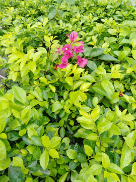 植物 小叶子植物 小叶子 花瓣