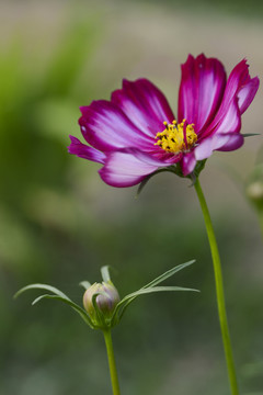 波斯菊 格桑花