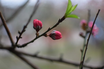 桃花