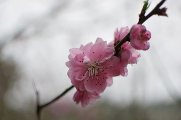 桃花