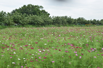 格桑花