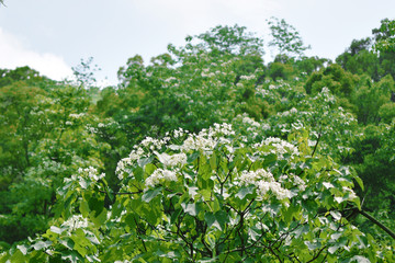 油桐花