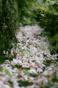 油桐花