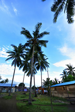 椰树 东南亚小岛村庄