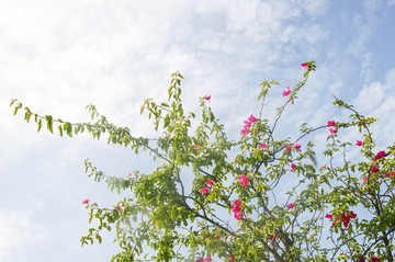 三角梅花枝