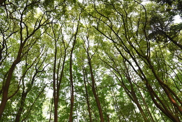 森林植被 森林公园