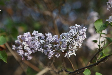 丁香花 丁香 丁香树