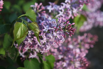 丁香花