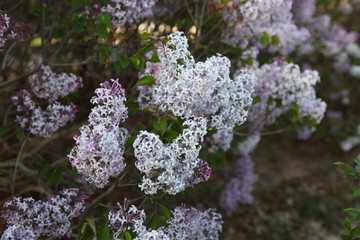 丁香花