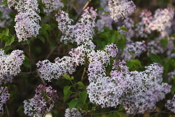 丁香花