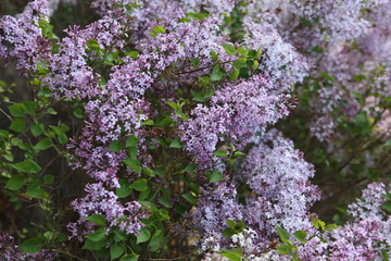 丁香花 丁香 丁香树 春天 花