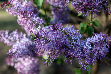 丁香花 丁香 丁香树