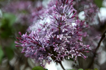 丁香花