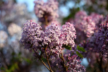 丁香花 丁香 丁香树