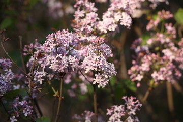 丁香花