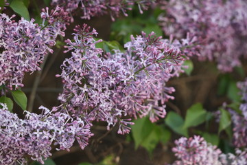 丁香花 丁香 丁香树