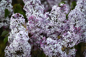 丁香花 丁香 丁香树 春天 花