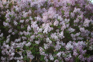 丁香花