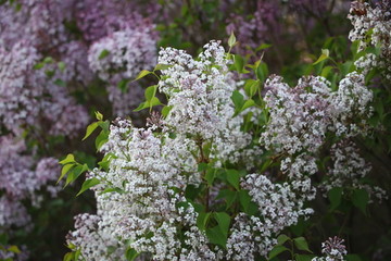 丁香花