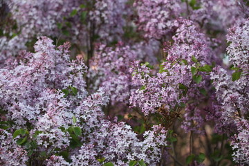 丁香花 丁香 丁香树