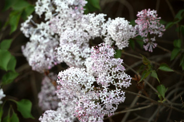 丁香花 丁香 丁香树