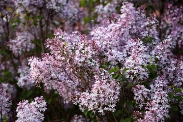 丁香花