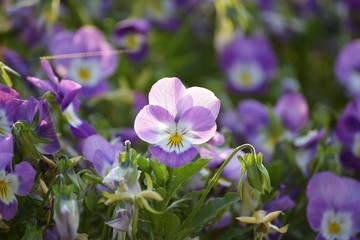 逆光花卉