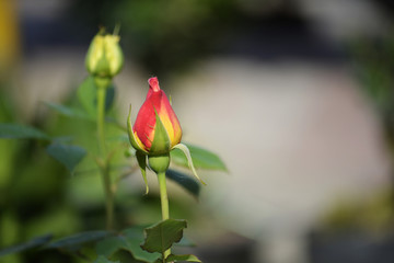 含苞待放的玫瑰花