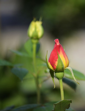 玫瑰花花蕾