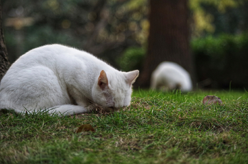 猫咪