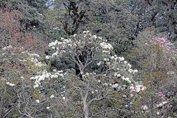 马耳山杜鹃花