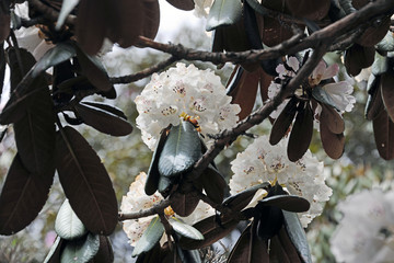 马耳山杜鹃花