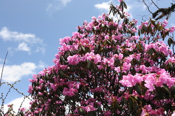 马耳山杜鹃花