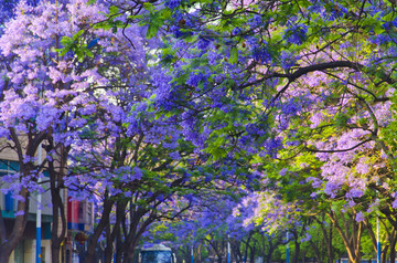 蓝花楹 绿荫大道