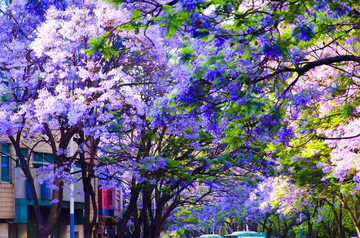 蓝花楹 绿荫大道