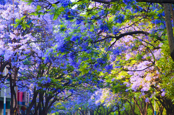 蓝花楹 绿荫大道