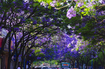 蓝花楹 绿荫大道