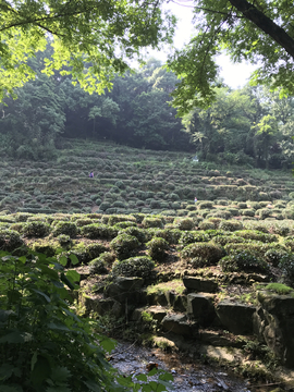 龙井茶园