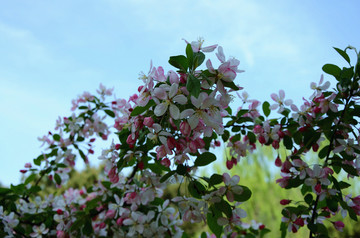 海棠花