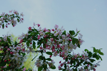 海棠花高清