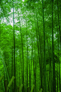 竹林素材 高清大圖