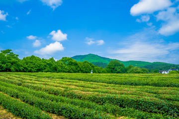 茶园风景