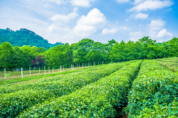 茶园风景图