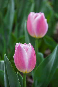 郁金香花