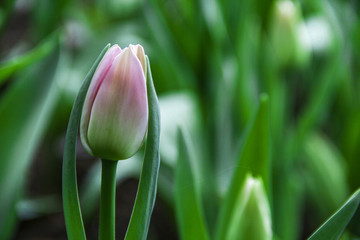 郁金香花