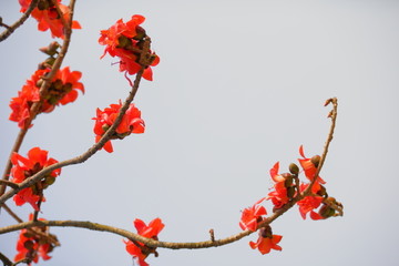 木棉花