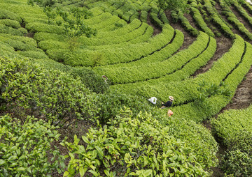 茶园风光