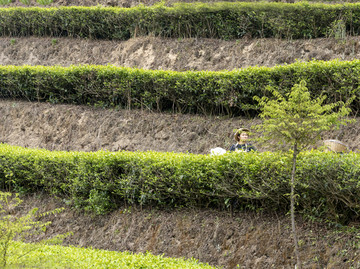 茶叶梯田