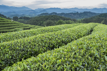 高山茶园