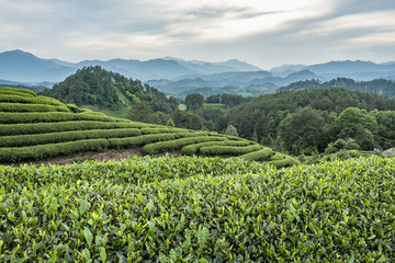 茶园风光